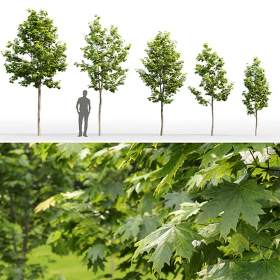 Acer — Вид 2