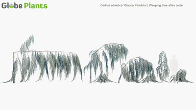 cedrus atlantica glauca pendula — download