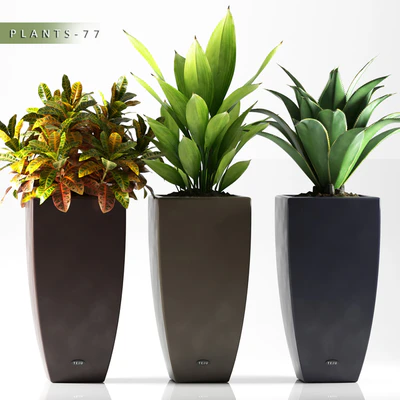 PLANTS 77 — Вид 1