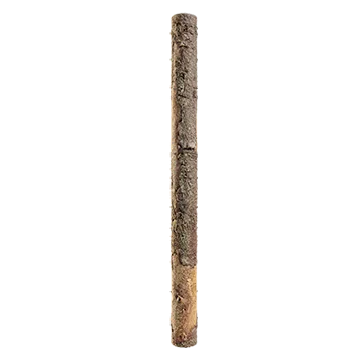 spruce branch bark 010 — Скачать