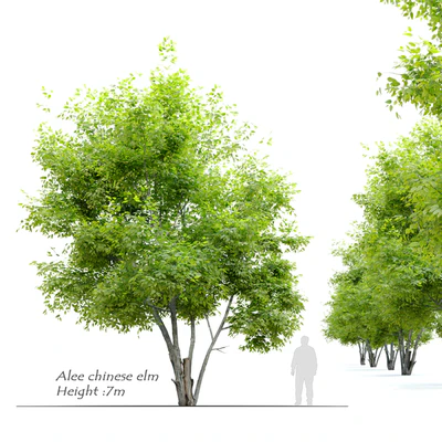 Alee chinese elm (Ulmus parvifolia Allee) — Ver 1