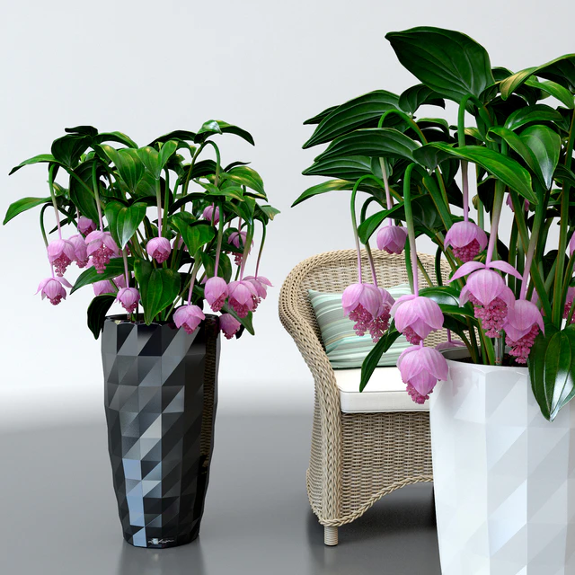 Medinilla magnificent / Medinilla Magnifica in pots Lechuza — Descargar