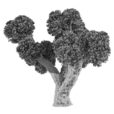 Olive Tree No.56 — View 3
