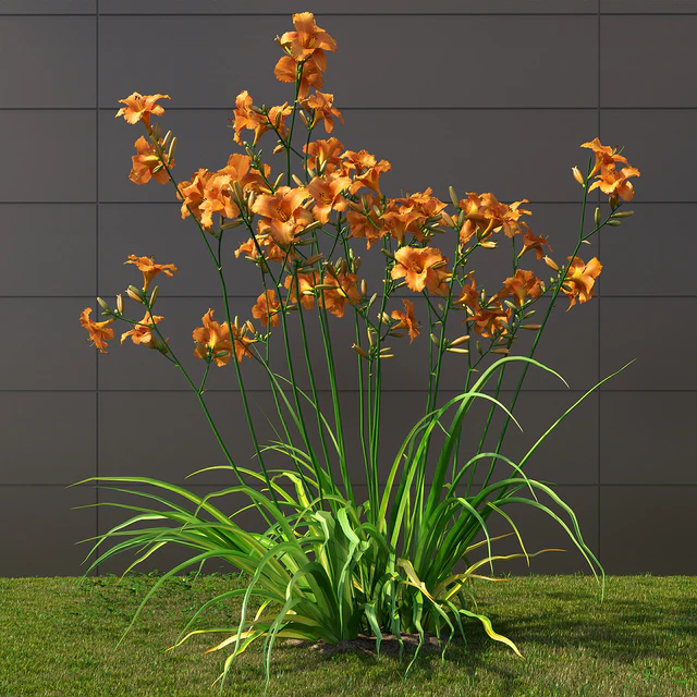 Liljernik yellow / Hemerocallis lilioasphodelus (CORONA version) — Descargar