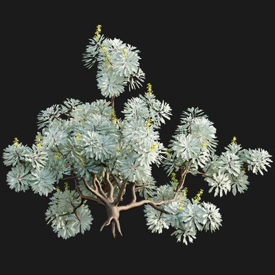 Crossostephium chinense - graphalium spp — Ver 5
