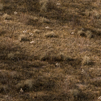 Dry Grass Set 16 — Ver 1
