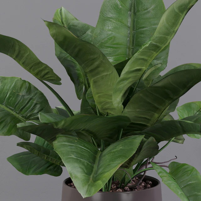 Philodendron imperial green — Скачать