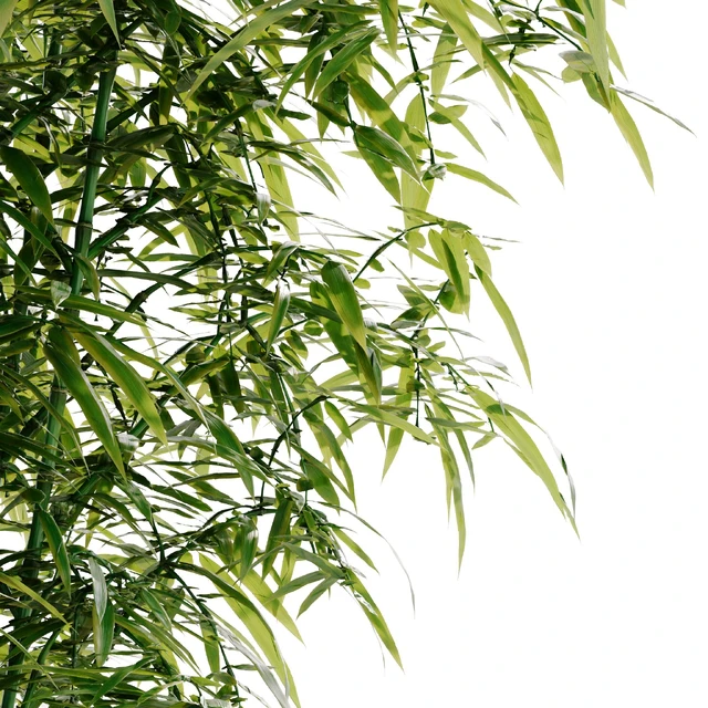 Bamboo Bush — Скачать