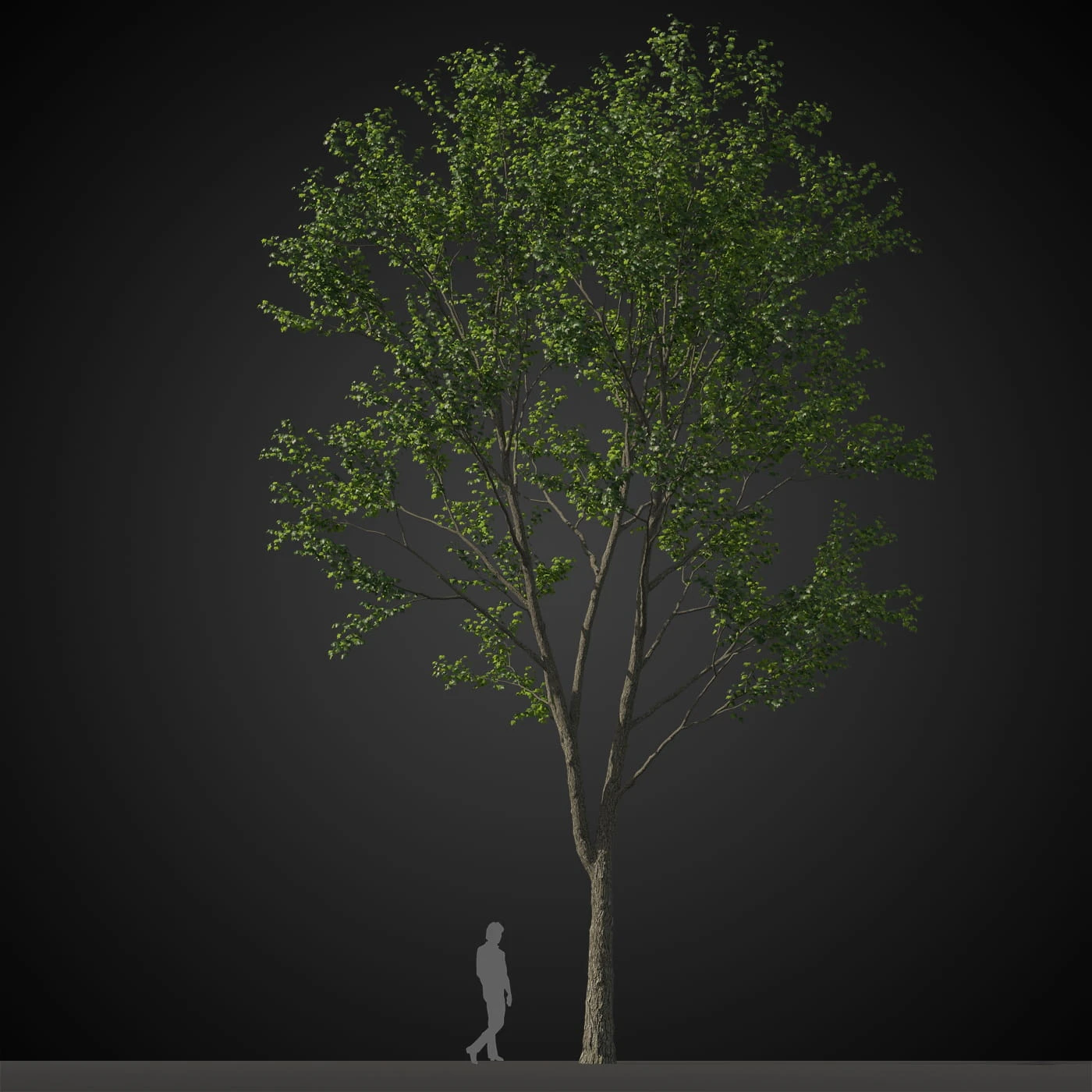 trees 020 — Скачать