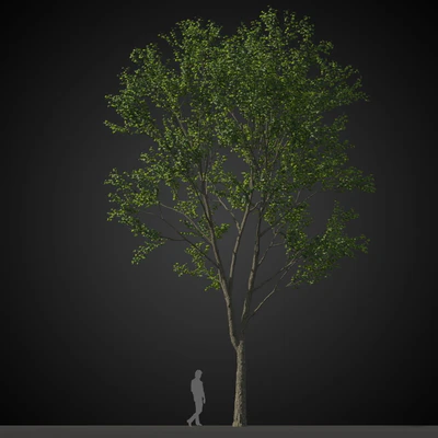 trees 020 — Скачать