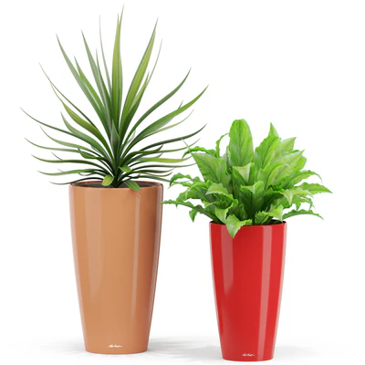 Plants collection 436 — Вид 2