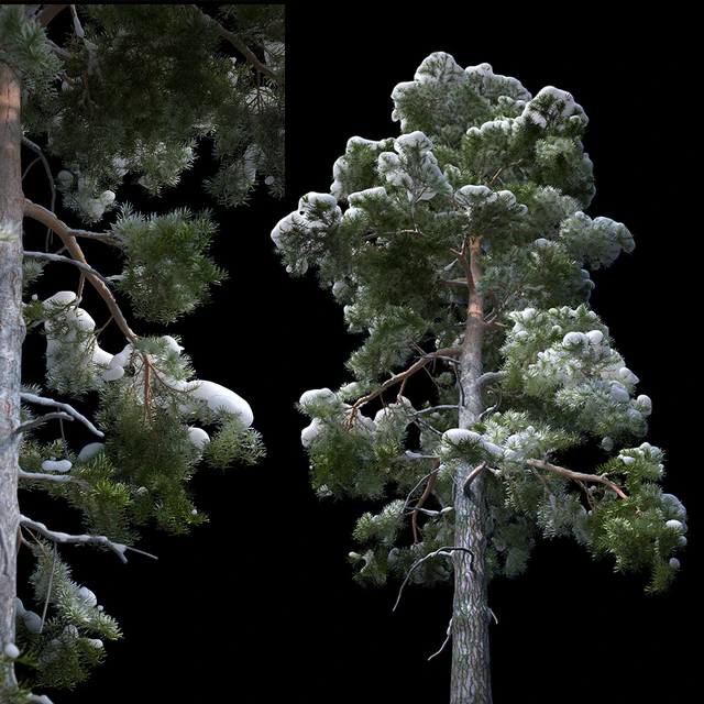 A large pine tree in the snow — Descargar