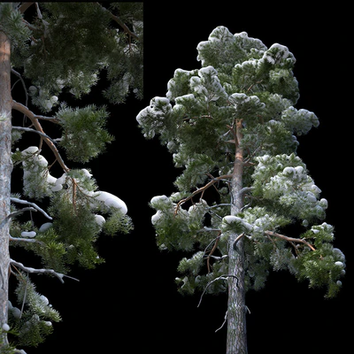 A large pine tree in the snow — Ver 3