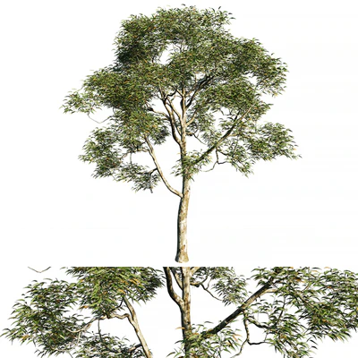 Eucalyptus saligna tree 02 — Скачать