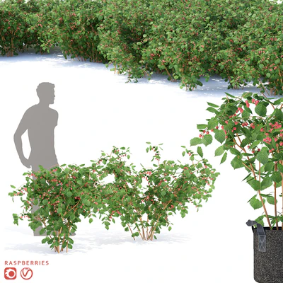 Малина кусты | Raspberries — Вид 1