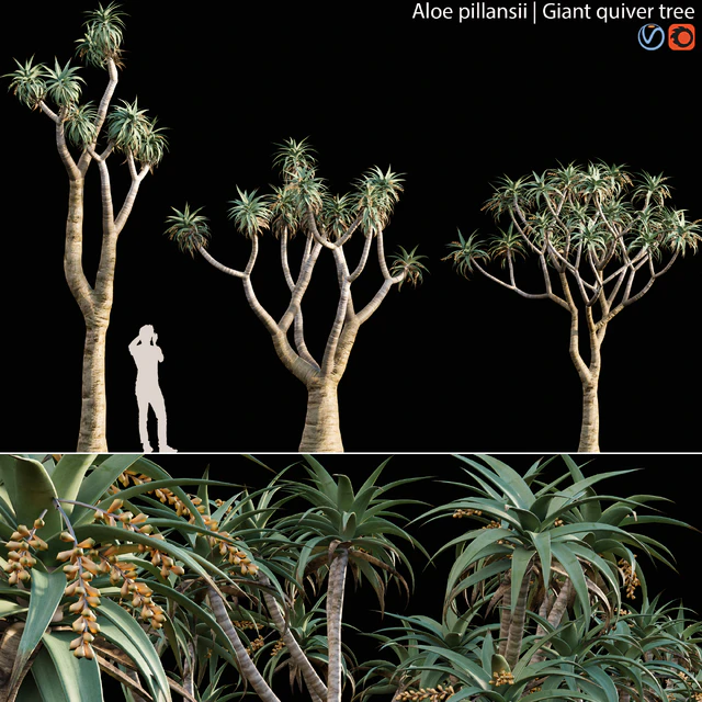 Aloe Pillansii, Aloidendron Pillansii - Giant Quiver Tree, Bastard Quiver Tree - 01 — Descargar