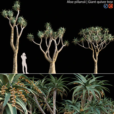 Aloe Pillansii, Aloidendron Pillansii - Giant Quiver Tree, Bastard Quiver Tree - 01 — Ver 1