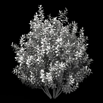 Голубика кусты | Blueberry — Вид 2