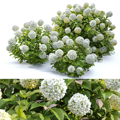 Hydrangea 02 — Ver 1