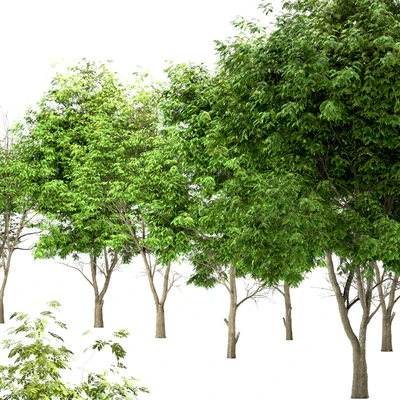 Set of Ash Trees (Fraxinus) (3 Trees) — Вид 4