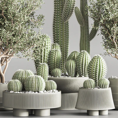 Cactus & plant vol 01 — Ver 6