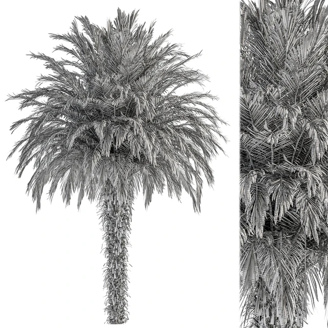 Big palm Date - Tree Set 91 — Descargar