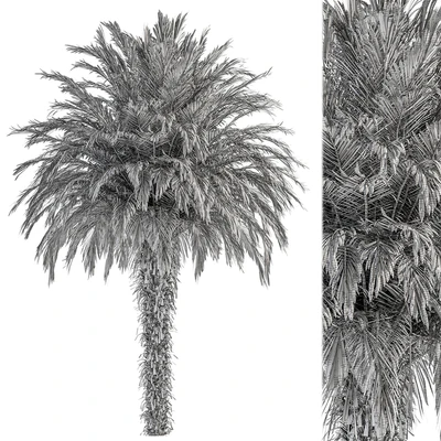 Big palm Date - Tree Set 91 — Ver 3