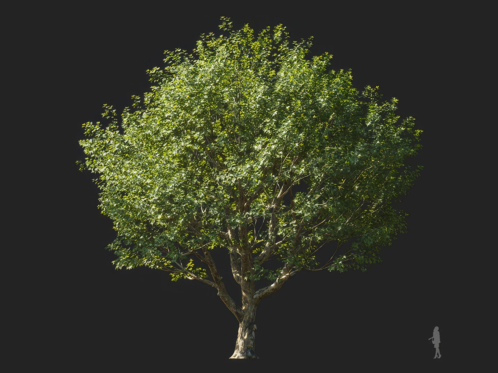 platanus orientalis 003 — Скачать