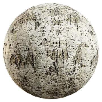 silver birch bark 001 — Descargar