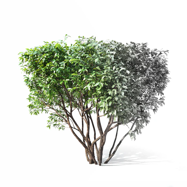 Birucina (Ligustrum) hedge №2 — Descargar
