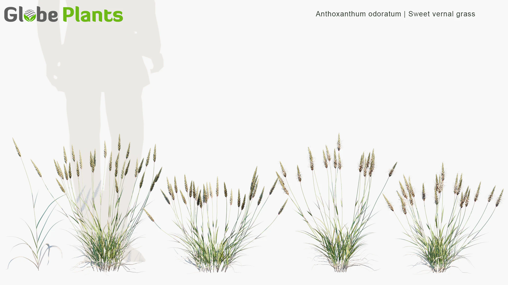 anthoxanthum odoratum — Скачать