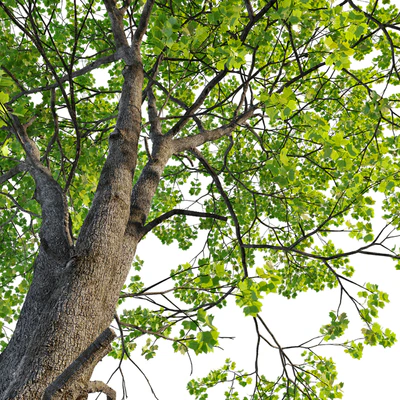 Tulip tree — Ver 2