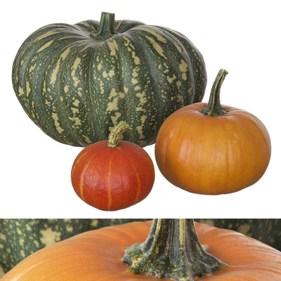 Pumpkins — Ver 1