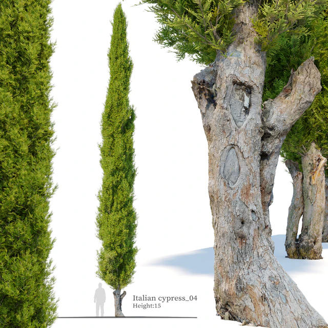 Italian cypress 04 — Descargar
