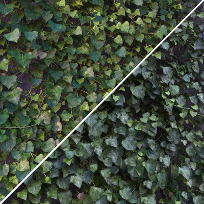 Плющ / Ivy / Hedera #1 — Вид 2