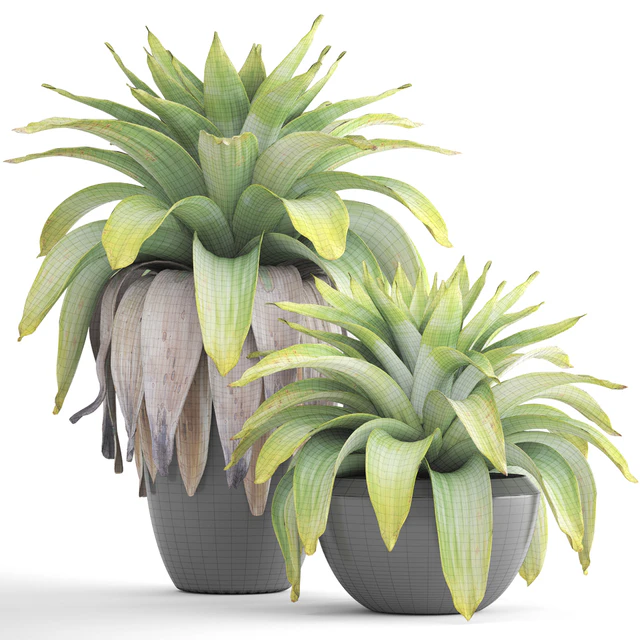 Коллекция растений 144.Tropical plant, бромелия, горшок, черный вазон, куст, тропическое, экзотическое растение — Скачать