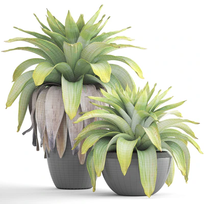 Коллекция растений 144.Tropical plant, бромелия, горшок, черный вазон, куст, тропическое, экзотическое растение — Вид 2