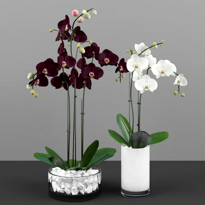 Phalaenopsis orchids set — Ver 2