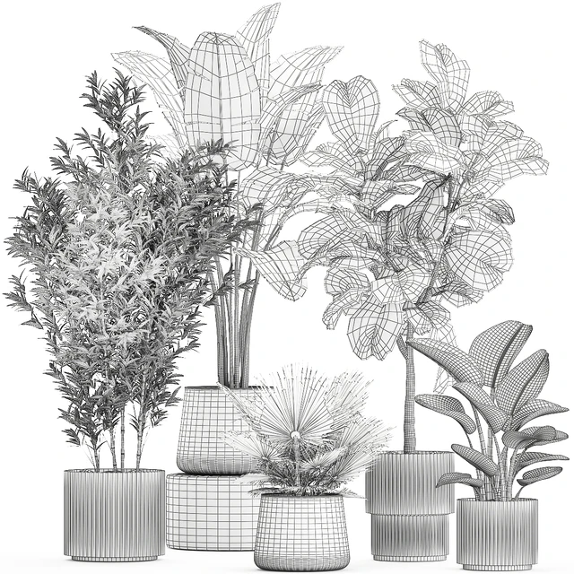 Banana palm and Ficus lyrata in a pot with bamboo bush. Plant collection 1299 — Descargar