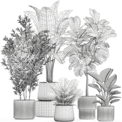 Banana palm and Ficus lyrata in a pot with bamboo bush. Plant collection 1299 — Ver 3