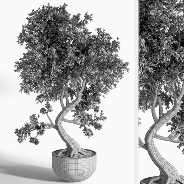 plant bonsai 01 — Скачать