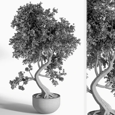 plant bonsai 01 — Вид 3