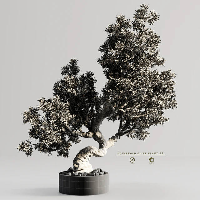 Household olive plant 03 — Скачать