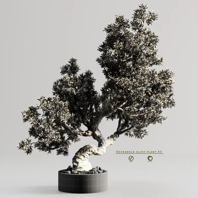 Household olive plant 03 — Вид 3