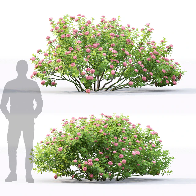 Spiraea betulifolia — Descargar