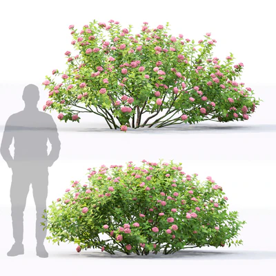 Spiraea betulifolia — Ver 2