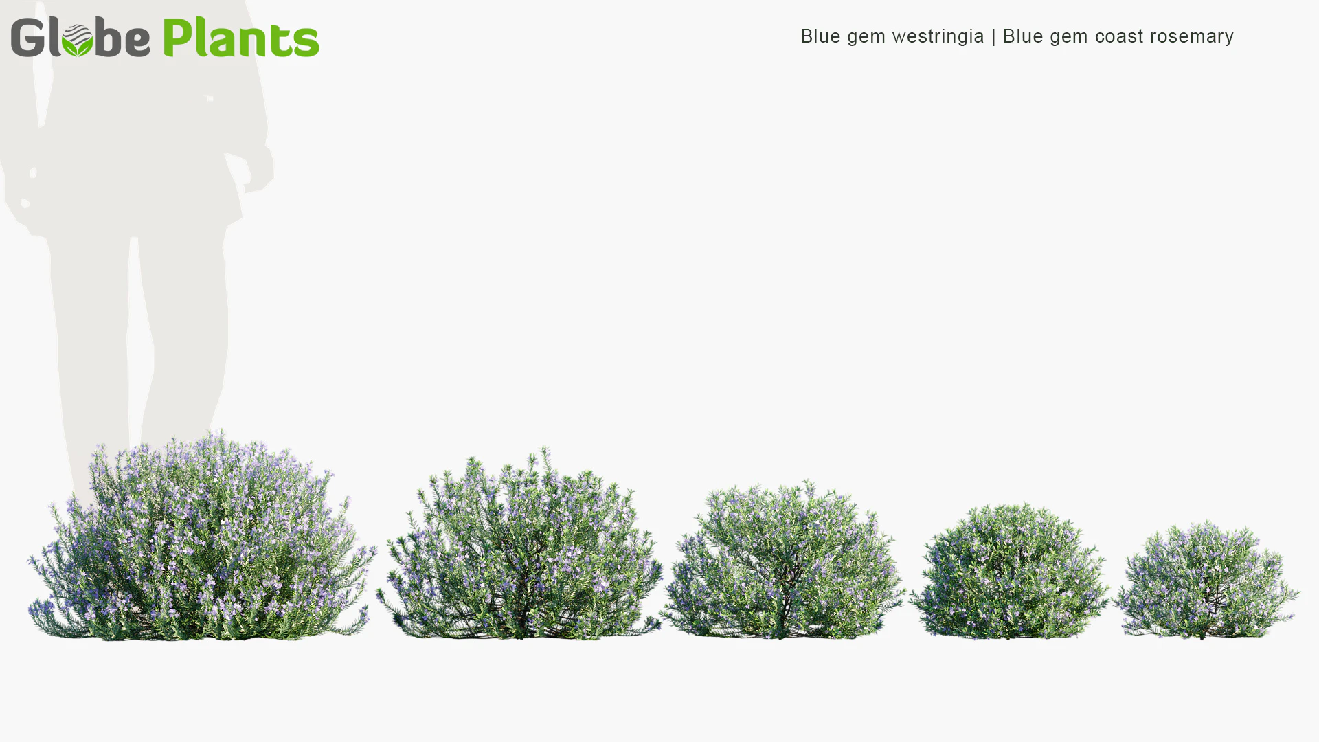 blue gem westringia — Download