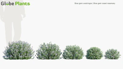 blue gem westringia — download