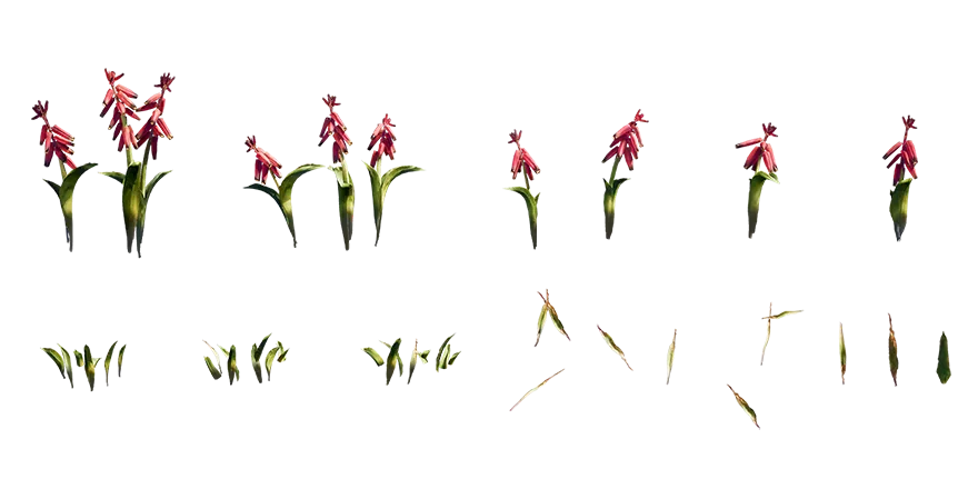 red lachenalia 001 — Descargar