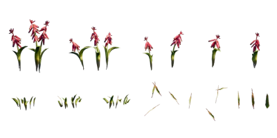 red lachenalia 001 — Descargar